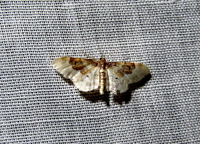 Idaea rusticata - tarka apróaraszoló