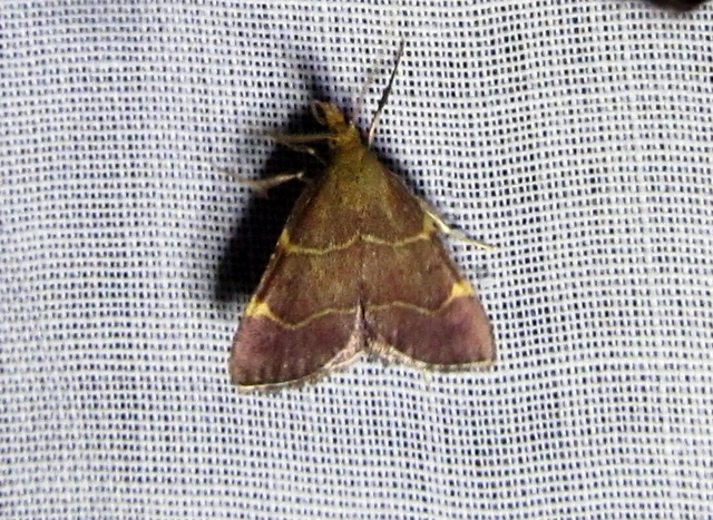 Hypsopygia rubidalis - vörös fényilonca