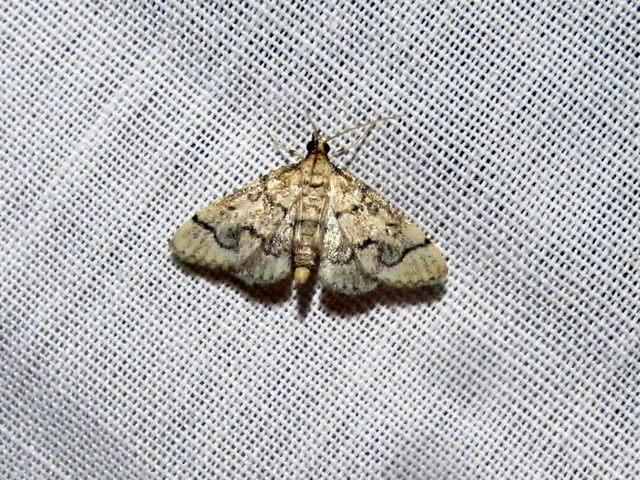 Metasia ophialis - kígyósávos tűzmoly