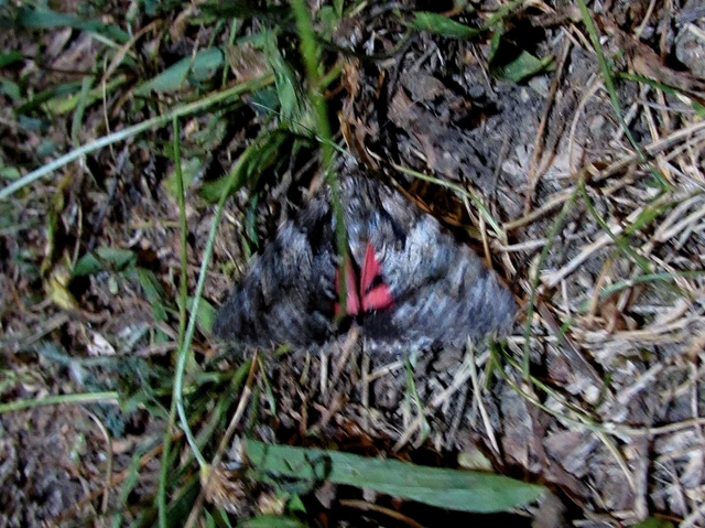 Catocala promissa - kis tölgyfa-övesbagoly