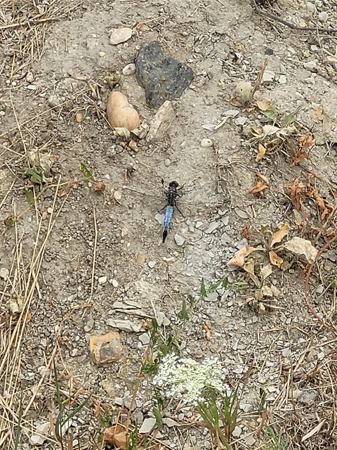Orthetrum cancellatum - feketefarkú pásztorszitakötő