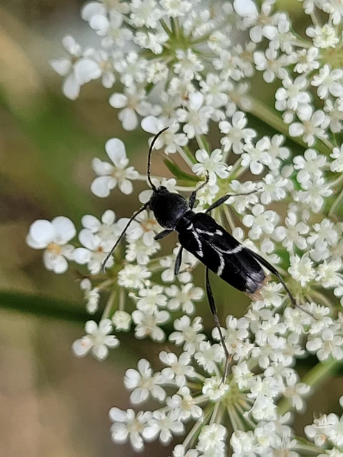 Chlorophorus sartor - feketevállú darázscincér