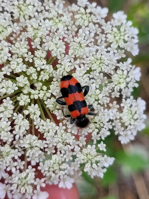 Trichodes apiarius - szalagos méhészbogár