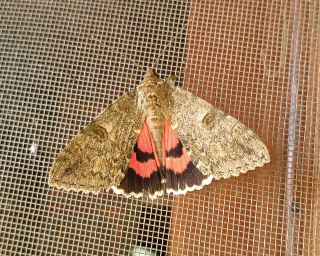 Catocala nupta - piros övesbagoly