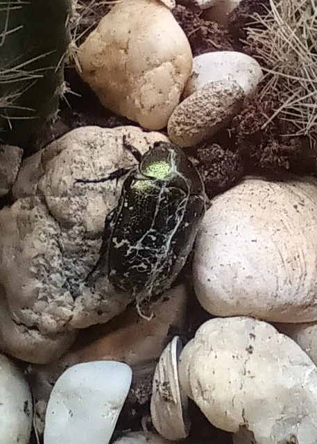 Coleoptera - Bogarak