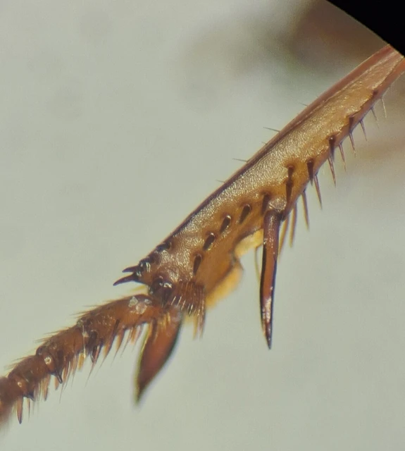 Carabidae - futóbogárfélék