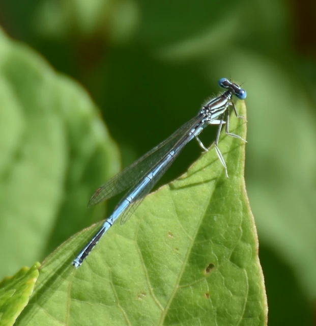 Platycnemis pennipes - széleslábú szitakötő