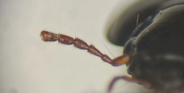 Carabidae - futóbogárfélék