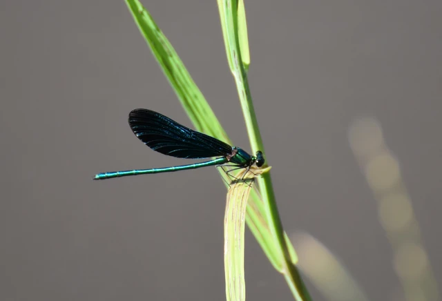 Calopteryx virgo - kisasszony-szitakötő