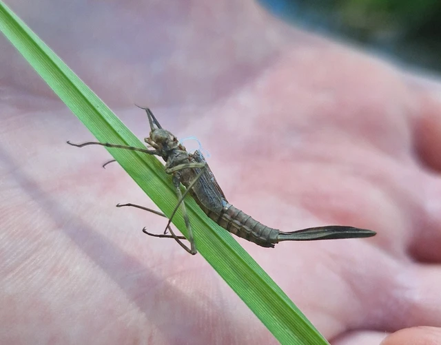 Calopteryx virgo - kisasszony-szitakötő