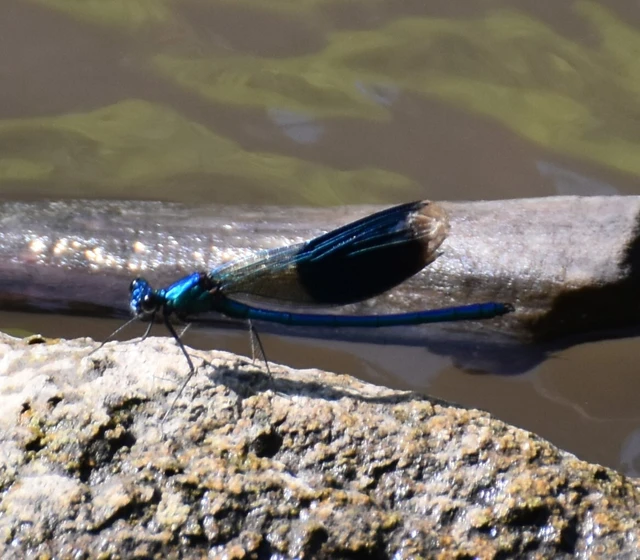 Calopteryx splendens - sávos szitakötő
