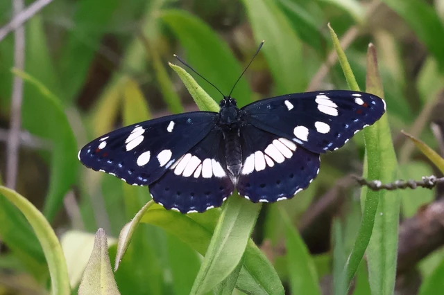 Limenitis reducta - kék lonclepke