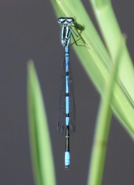 Coenagrion puella - azúrkék légivadász