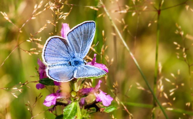 Polyommatus icarus - közönséges boglárka