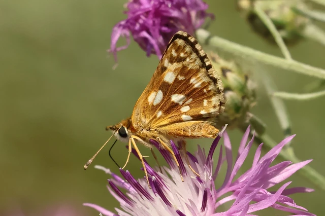 Spialia orbifer - törpe busalepke