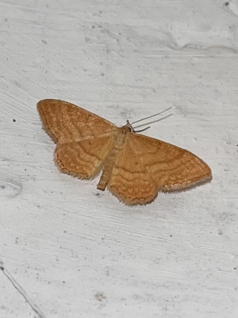 Idaea ochrata - okkerszínű sávosaraszoló