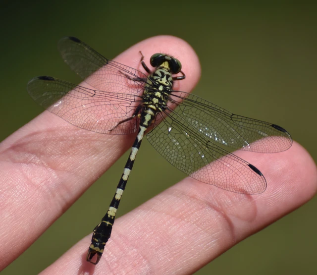 Onychogomphus forcipatus - gyűrűs folyami-szitakötő Onychogomphus forcipatus - gyűrűs folyami-szitakötő