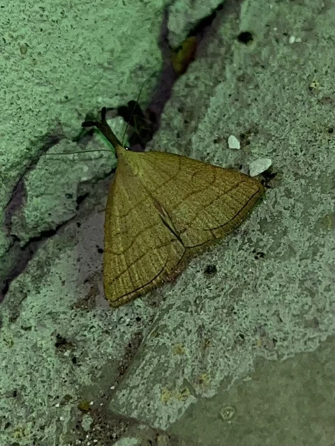 Polypogon tentacularia - sötétaljú karcsúbagoly