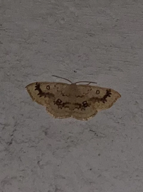 Cyclophora annularia - gyűrűs pettyesaraszoló