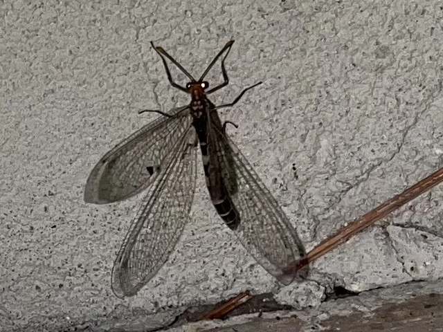 Megistopus flavicornis - kétfoltos hangyaleső Megistopus flavicornis - kétfoltos hangyaleső