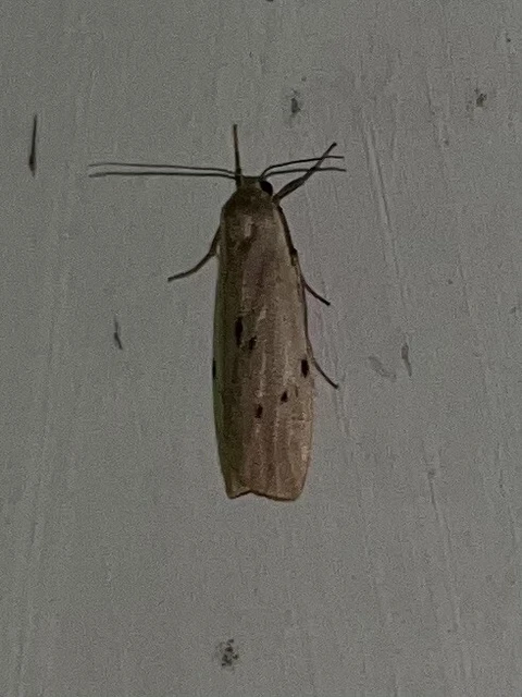 Pelosia muscerda - hamvas zuzmószövő