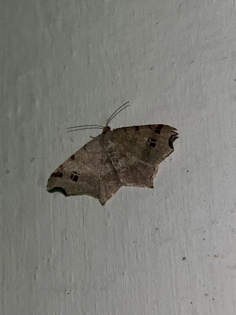 Macaria alternata - közönséges szürkearaszoló