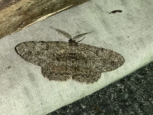 Hypomecis punctinalis - pettyes faaraszoló