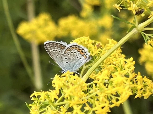 Plebejus argus - ezüstös boglárka