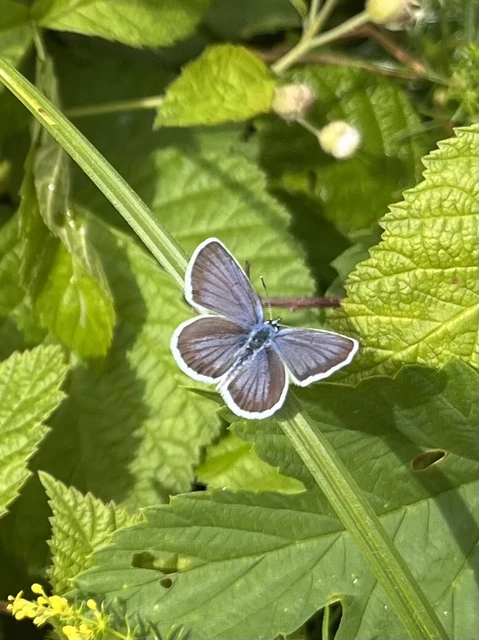 Plebejus argus - ezüstös boglárka