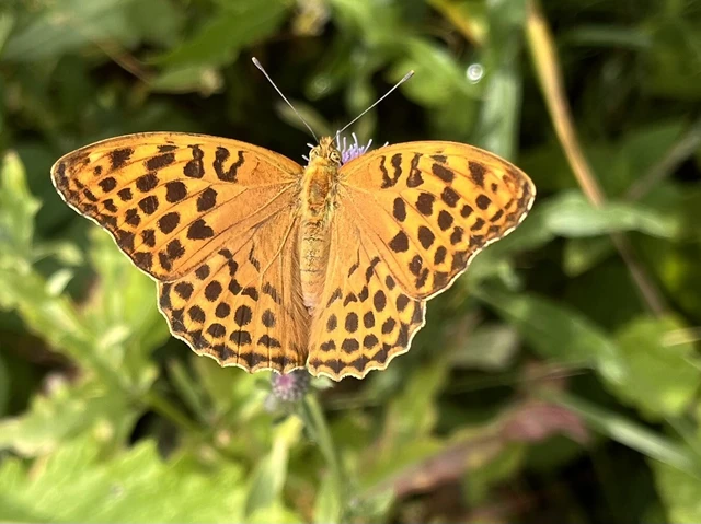 Argynnis paphia - nagy gyöngyházlepke