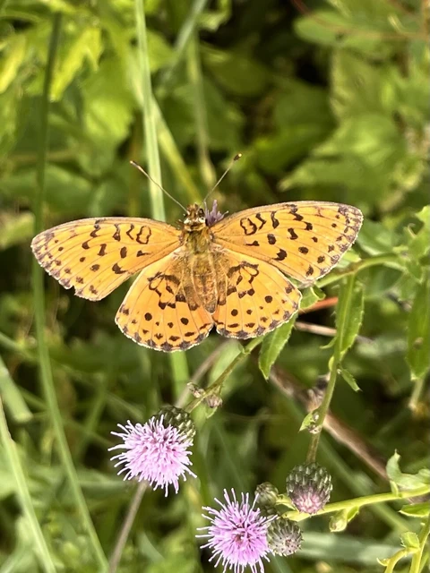 Brenthis daphne - málna-gyöngyházlepke