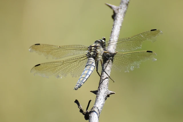 Orthetrum cancellatum - feketefarkú pásztorszitakötő