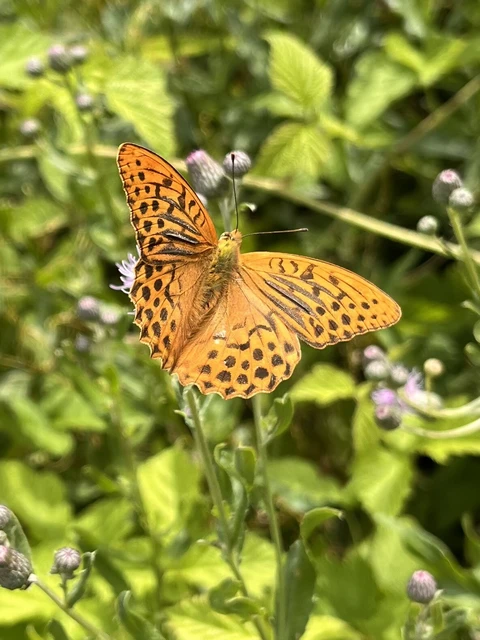 Argynnis paphia - nagy gyöngyházlepke
