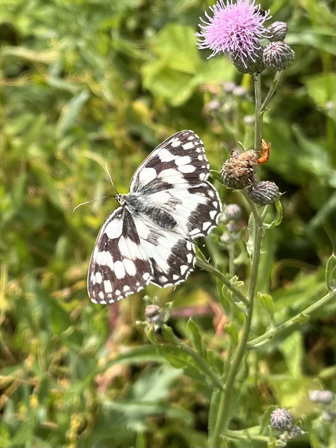 Melanargia galathea - sakktáblalepke