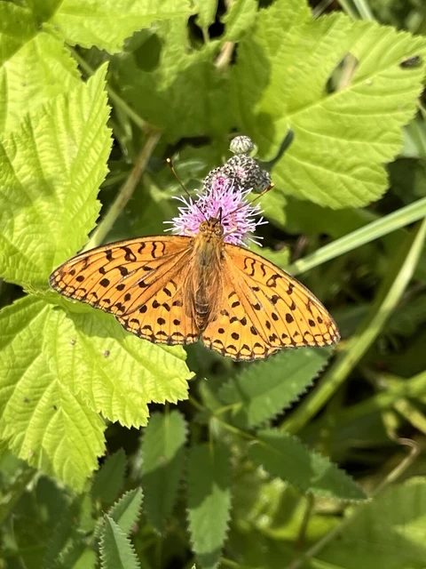 Argynnis adippe - ezüstös gyöngyházlepke