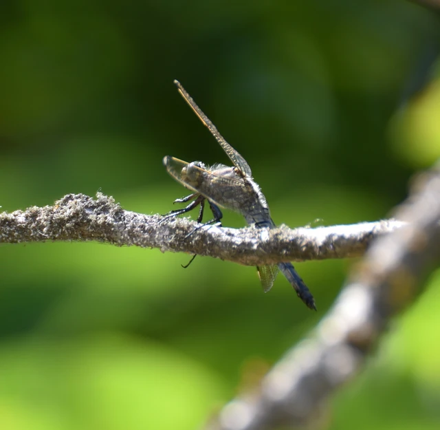 Orthetrum cancellatum - feketefarkú pásztorszitakötő