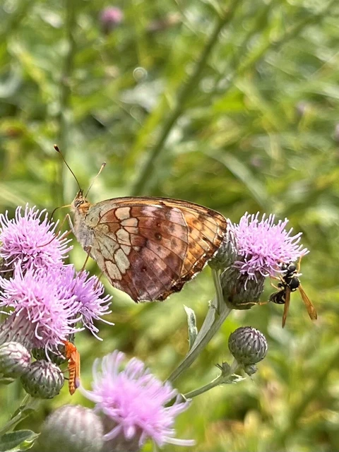 Brenthis daphne - málna-gyöngyházlepke