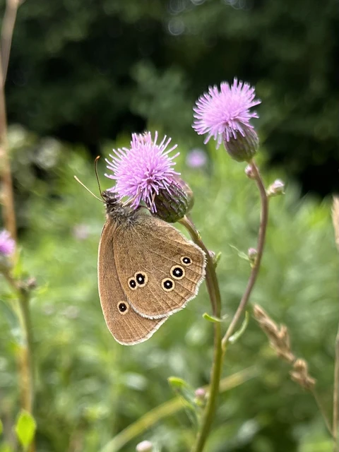 Aphantopus hyperanthus - közönséges ökörszemlepke