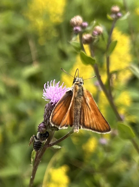 Thymelicus lineola - vonalas busalepke