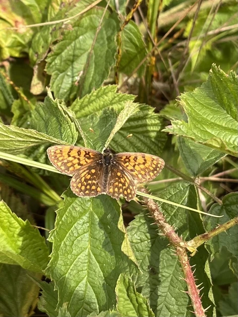 Melitaea