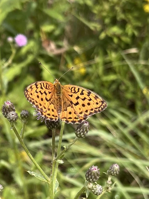 Argynnis laodice - keleti gyöngyházlepke