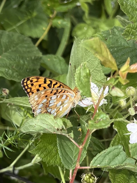 Argynnis adippe - ezüstös gyöngyházlepke