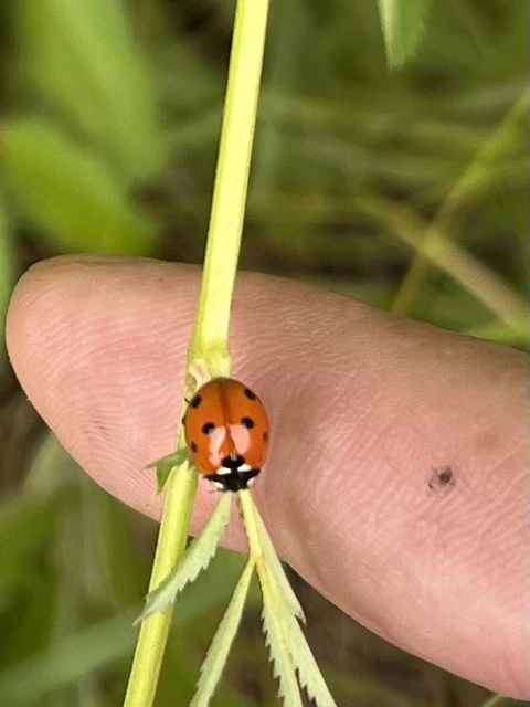 Coccinella septempunctata - hétpettyes katica