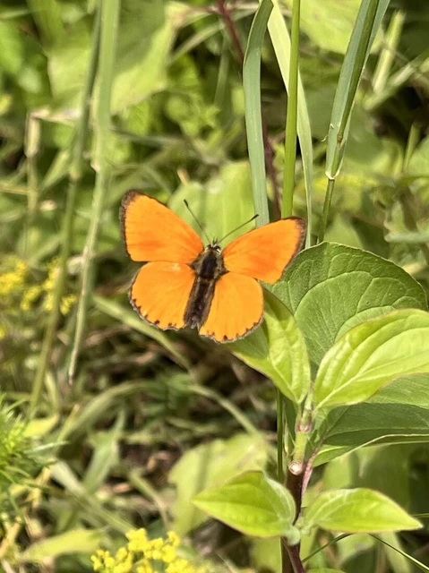 Lycaena virgaureae - arany-tűzlepke