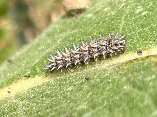 Melitaea trivia - kis tarkalepke
