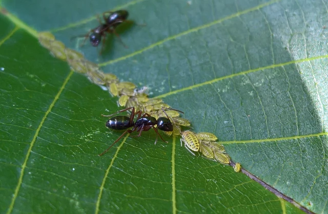 Camponotus fallax - ligeti lóhangya