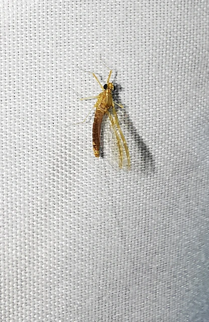Cloeon dipterum - elevenszülő kérész