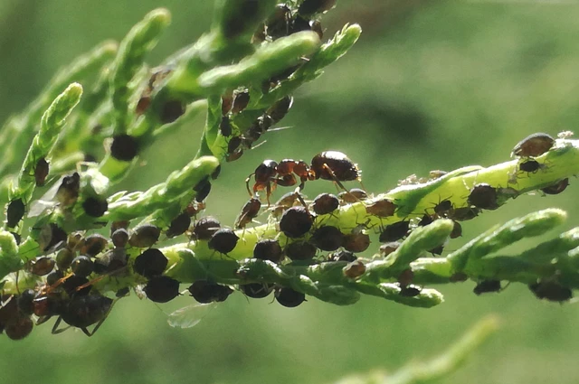 Lasius