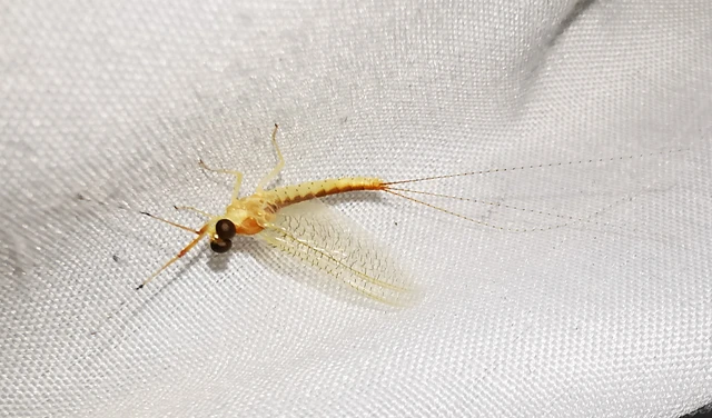 Potamanthus luteus - folyamvirág