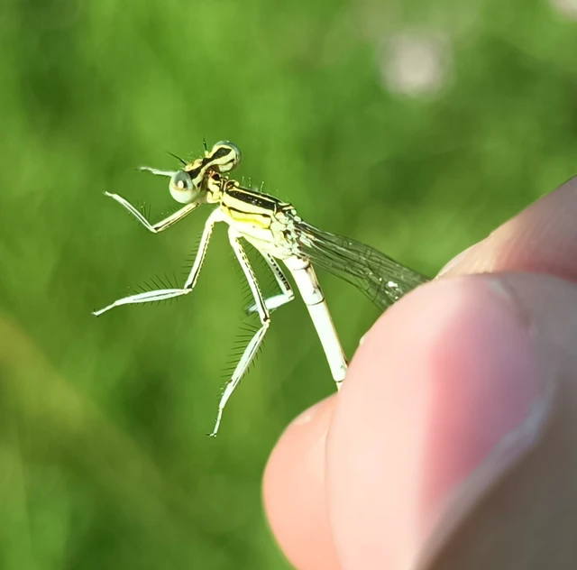 Platycnemis pennipes - széleslábú szitakötő